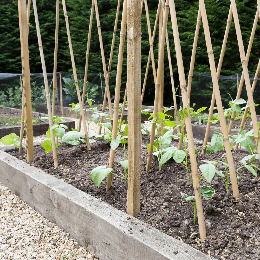 Bamboo Plant Support Sticks