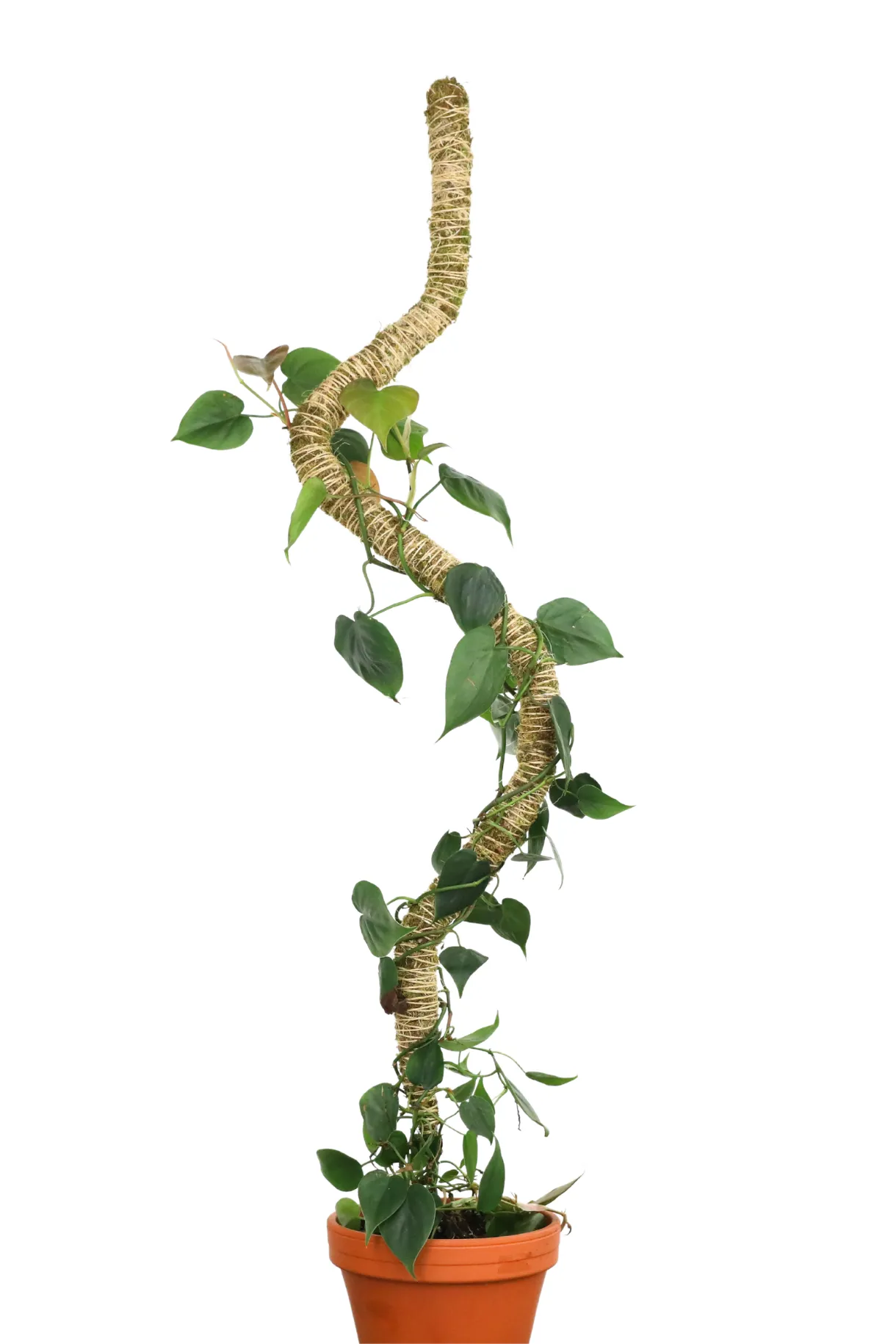 Bendable 54" moss pole