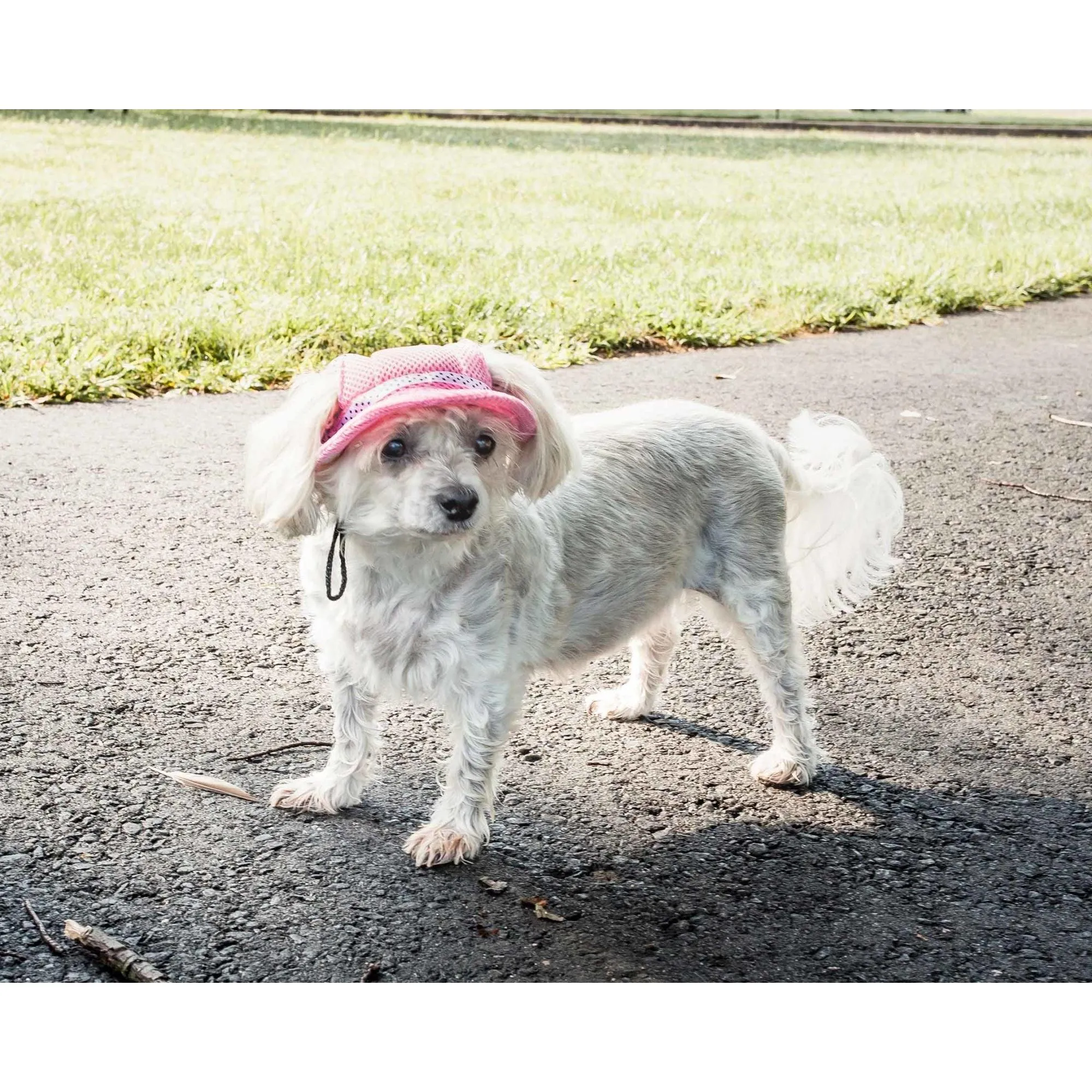 Dog Hat with UV Protection Fashion