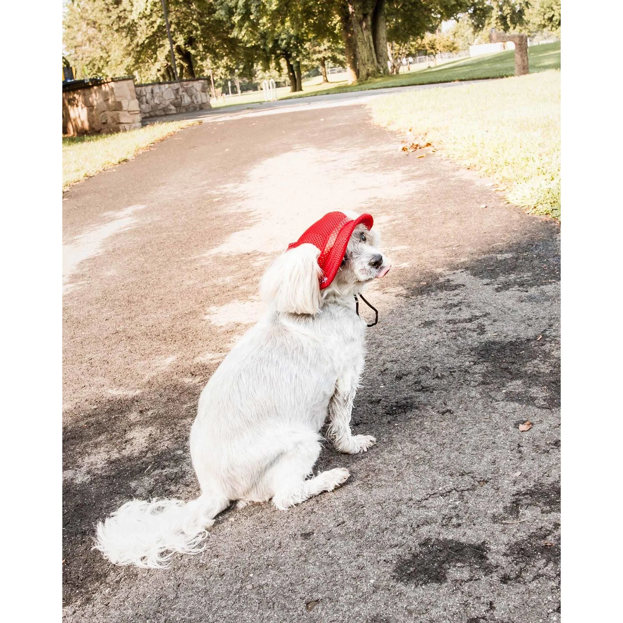 Dog Hat with UV Protection Fashion